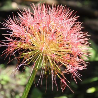 Peluang Usaha Budidaya Bunga Jarum Dan Analisa Usahanya