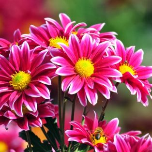 Peluang Usaha Budidaya Bunga Kekwa Dan Analisa Usahanya