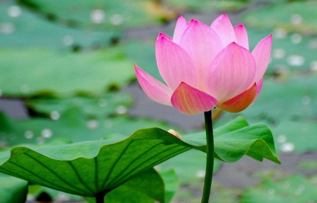 Lotus bunga Cara Menanam