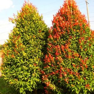 Peluang Usaha Budidaya Bunga Pucuk Merah Dan Analisa Usahanya