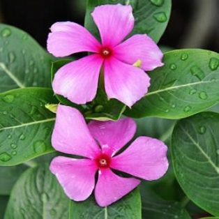 Peluang Usaha Budidaya Bunga Tapak Dara Dan Analisa Usahanya