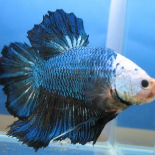 Peluang Usaha Budidaya Ikan Cupang Giant Dan Analisa Usahanya
