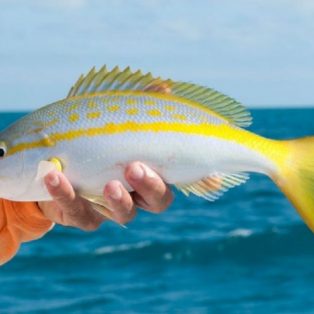 Peluang Usaha Budidaya Ikan Ekor Kuning Dan Analisa Usahanya