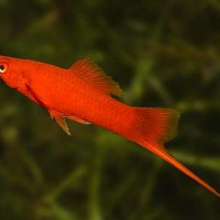 Peluang Usaha Budidaya Ikan Ekor Pedang Dan Analisa Usahanya