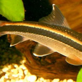 Peluang Usaha Budidaya Ikan Flying Fox Dan Analisa Usahanya