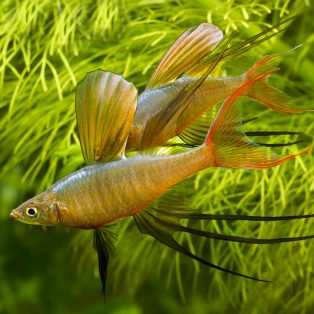 Peluang Usaha Budidaya Ikan Iriatherina Dan Analisa Usahanya
