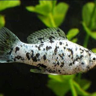 Peluang Usaha Budidaya Ikan Molly Dan Analisa Usahanya