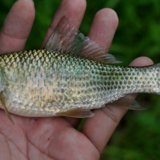 Peluang Usaha Budidaya Ikan Nilem Dan Analisa Usahanya