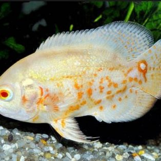 Peluang Usaha Budidaya Ikan Oscar Albino Dan Analisa Usahanya