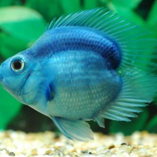 Peluang Usaha Budidaya Ikan Parrot Dan Analisa Usahanya