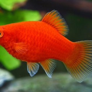 Peluang Usaha Budidaya Ikan Platy Dan Analisa Usahanya