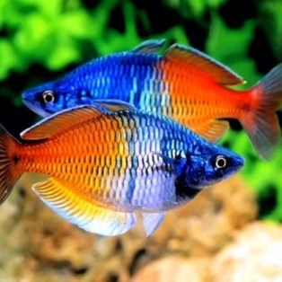Peluang Usaha Budidaya Ikan Rainbow Dan Analisa Usahanya