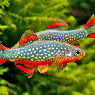 Peluang Usaha Budidaya Ikan Rasbora Galaxy Dan Analisa Usahanya