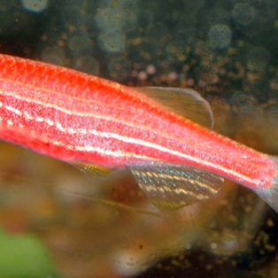 Peluang Usaha Budidaya Ikan Red Zebra Dan Analisa Usahanya