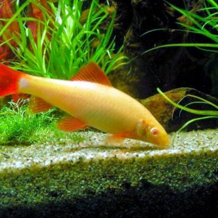 Peluang Usaha Budidaya Ikan Redfin Dan Analisa Usahanya