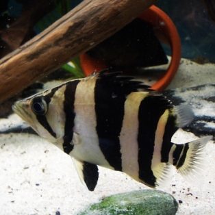 Peluang Usaha Budidaya Ikan Ringau Dan Analisa Usahanya