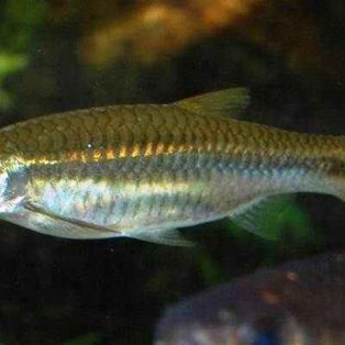 Peluang Usaha Budidaya Ikan Seluang Dan Analisa Usahanya