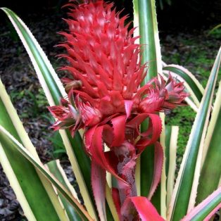 Peluang Usaha Budidaya Nanas Merah Dan Analisa Usahanya