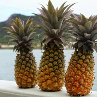 Peluang Usaha Budidaya Nanas Queen Dan Analisa Usahanya