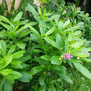 Peluang Usaha Budidaya Ginseng Dan Analisa Usahanya