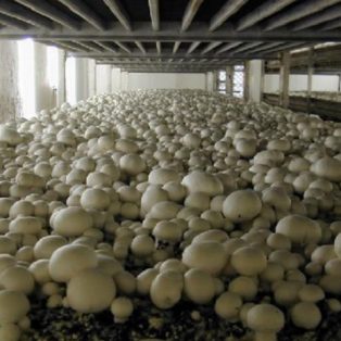 Peluang Usaha Budidaya Jamur Kancing Dan Analisa Usahanya