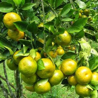 Peluang Usaha Budidaya Jeruk Siam Dan Analisa Usahanya