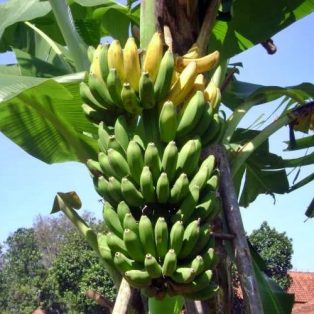 Peluang Usaha Budidaya Pisang Kepok Dan Analisa Usahanya