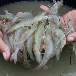 Peluang Usaha Budidaya Udang Vaname Dan Analisa Usahanya