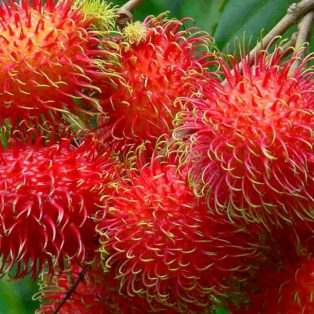 Peluang Usaha Budidaya Buah Rambutan dan Analisa Usahanya