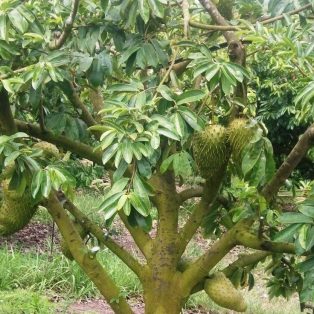 Peluang Usaha Budidaya Sirsak dan Analisa Usahanya