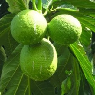 Peluang Usaha Budidaya Sukun Dan Analisa Usahanya