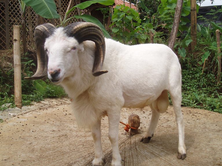  Peluang Usaha Ternak Domba Garut Dan Analisa Usahanya - Agrowindo Bildidee 