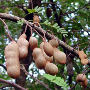 Peluang Usaha Budidaya Asem Jawa dan Analisa Usahanya