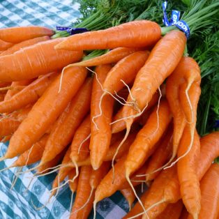 Peluang Usaha Budidaya Wortel Hidroponik dan Analisa Usahanya