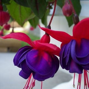 Peluang Usaha Budidaya Bunga Fuchsia Dan Analisa Usahanya