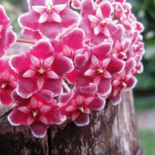 Peluang Usaha Budidaya Bunga Hoya Dan Analisa Usahanya