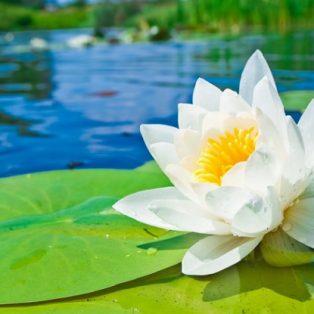 Peluang Usaha Budidaya Bunga Teratai Dan Analisa Usahanya