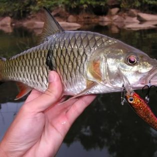 Peluang Usaha Budidaya Ikan Hampala Dan Analisa Usahanya