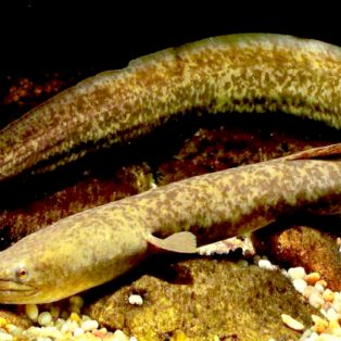 Peluang Usaha Budidaya Ikan Oleng Dan Analisa Usahanya